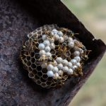 Peut-on laisser un nid de guêpes
